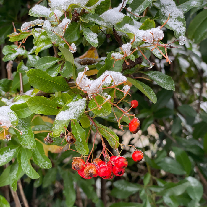rote Beeren an einem Zweig mit Schnee