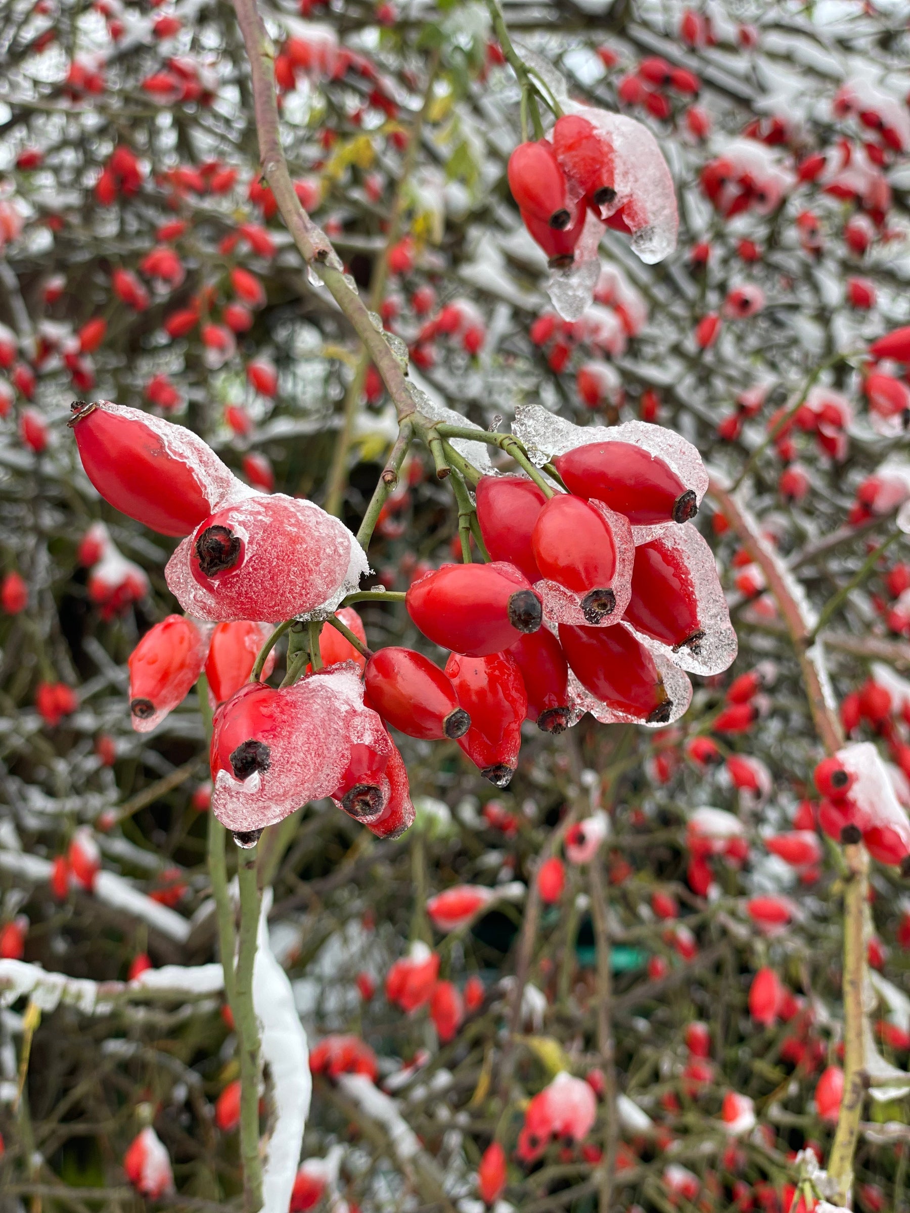 rote Hagebutten im Winter mit einer Eisschicht