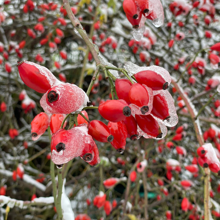 rote Hagebutten im Winter mit einer Eisschicht