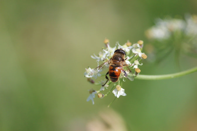 Biene auf einer Blüte