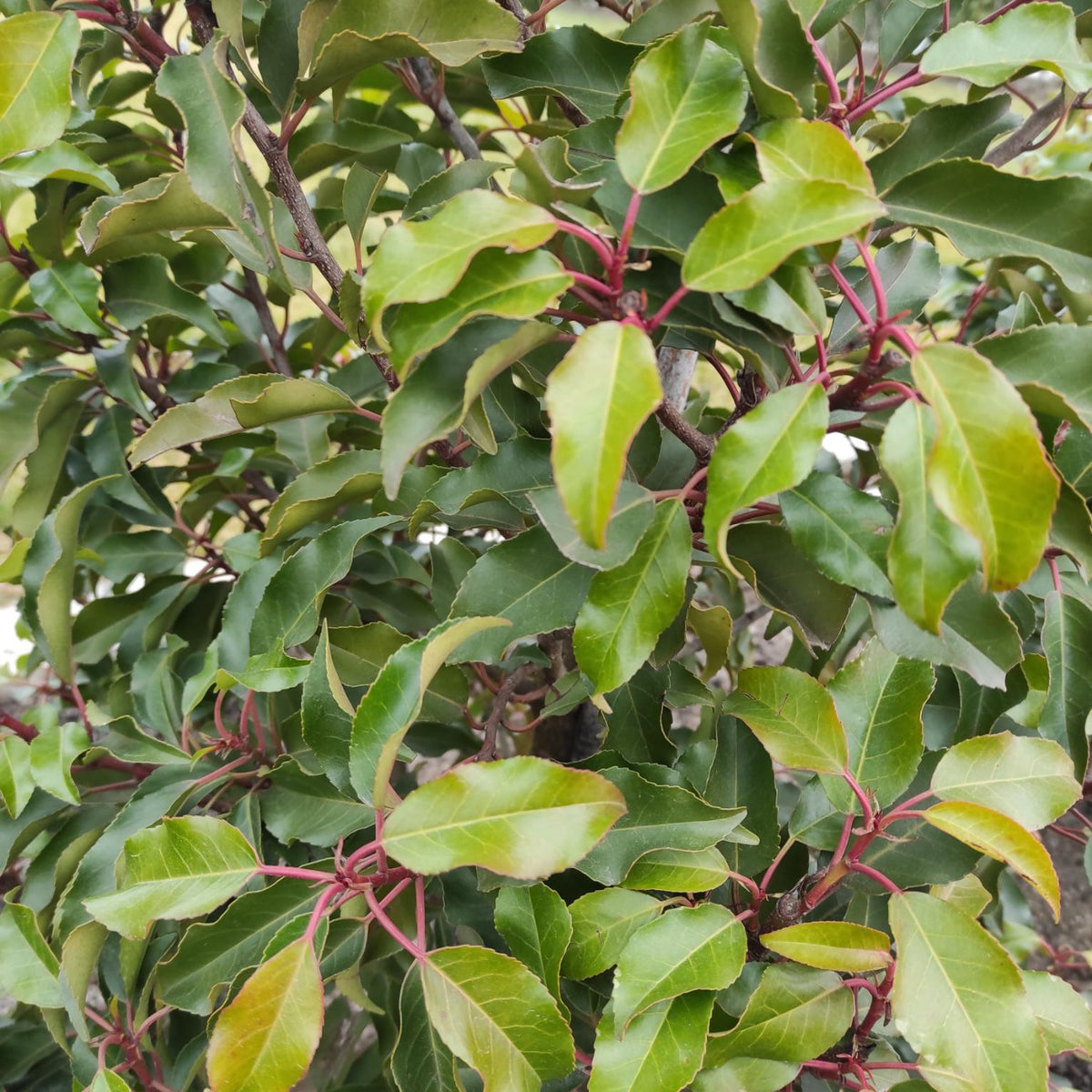 Portugiesischer Kirschlorbeer: Elegante Hecke im modernen Garte  Baumfink