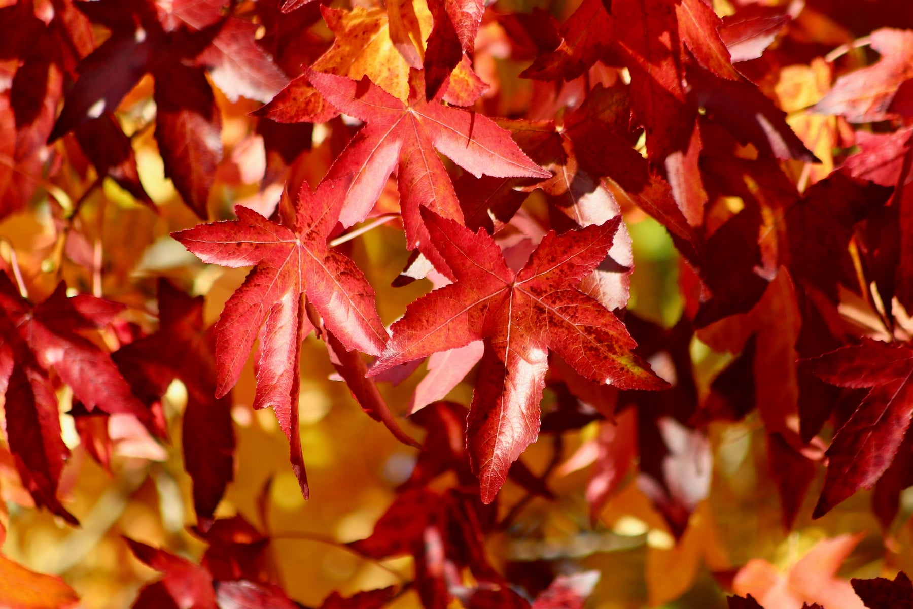 orange-rote Blätter des Amberbaums in der Sonne