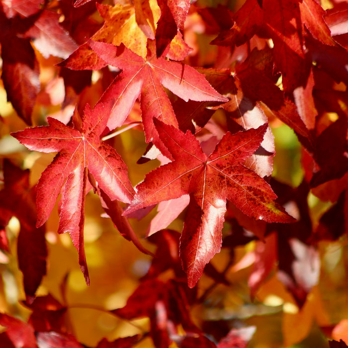 orange-rote Blätter des Amberbaums in der Sonne