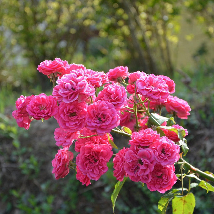 Zweig einer Kletterrose mit vielen pinken Blüten