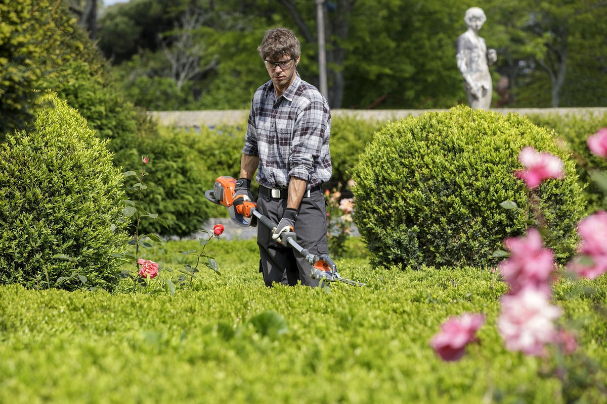 Hecke wird mit der Heckenschere geschnitten