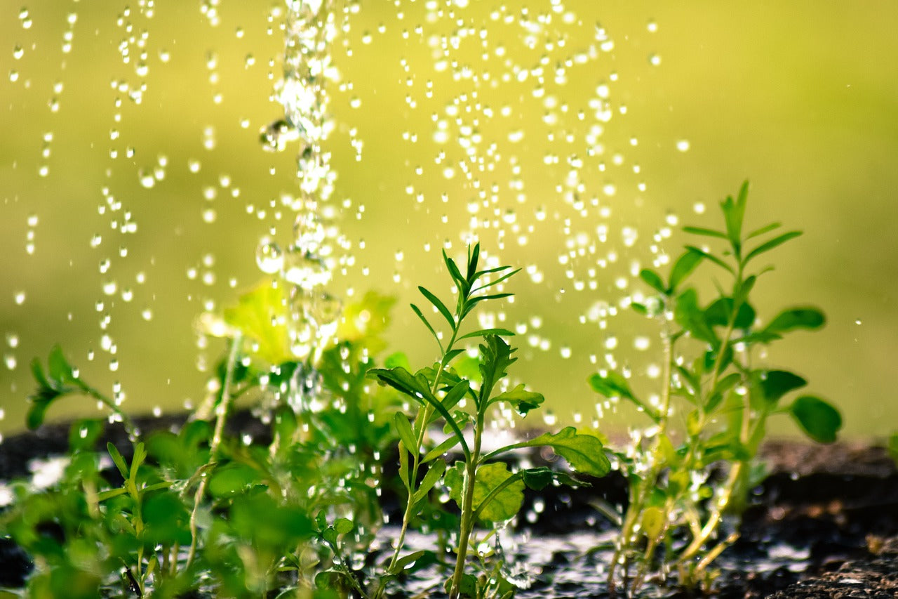 Wassertropfen über Pflanzen im Garten bei Bewässerung