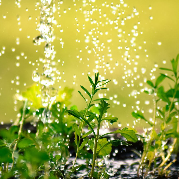 Den Garten richtig bewässern: Gesundes Pflanzenwachstum durch effizientes Gießen