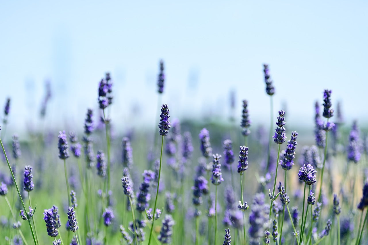 Lila Lavendelfeld vor blauem Himmel in der Sonne