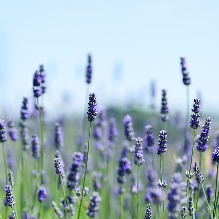 Lila Lavendelfeld vor blauem Himmel in der Sonne