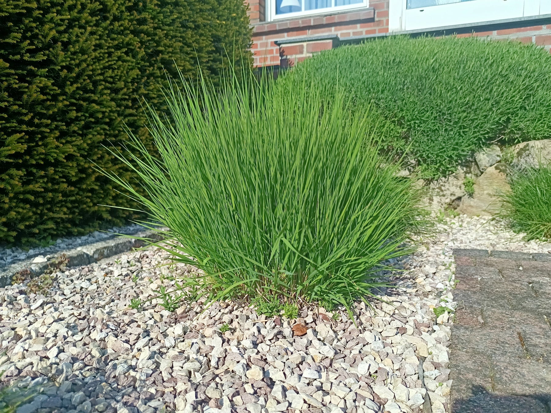 Bärenfellgras pflanzen & pflegen: pflegeleichter Bodendecker für moderne Gärten