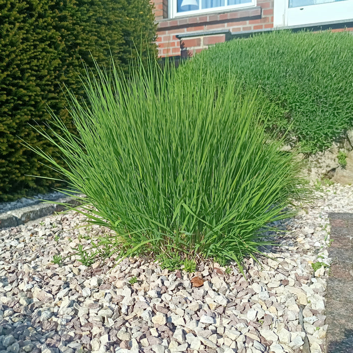 Bärenfellgras pflanzen & pflegen: pflegeleichter Bodendecker für moderne Gärten