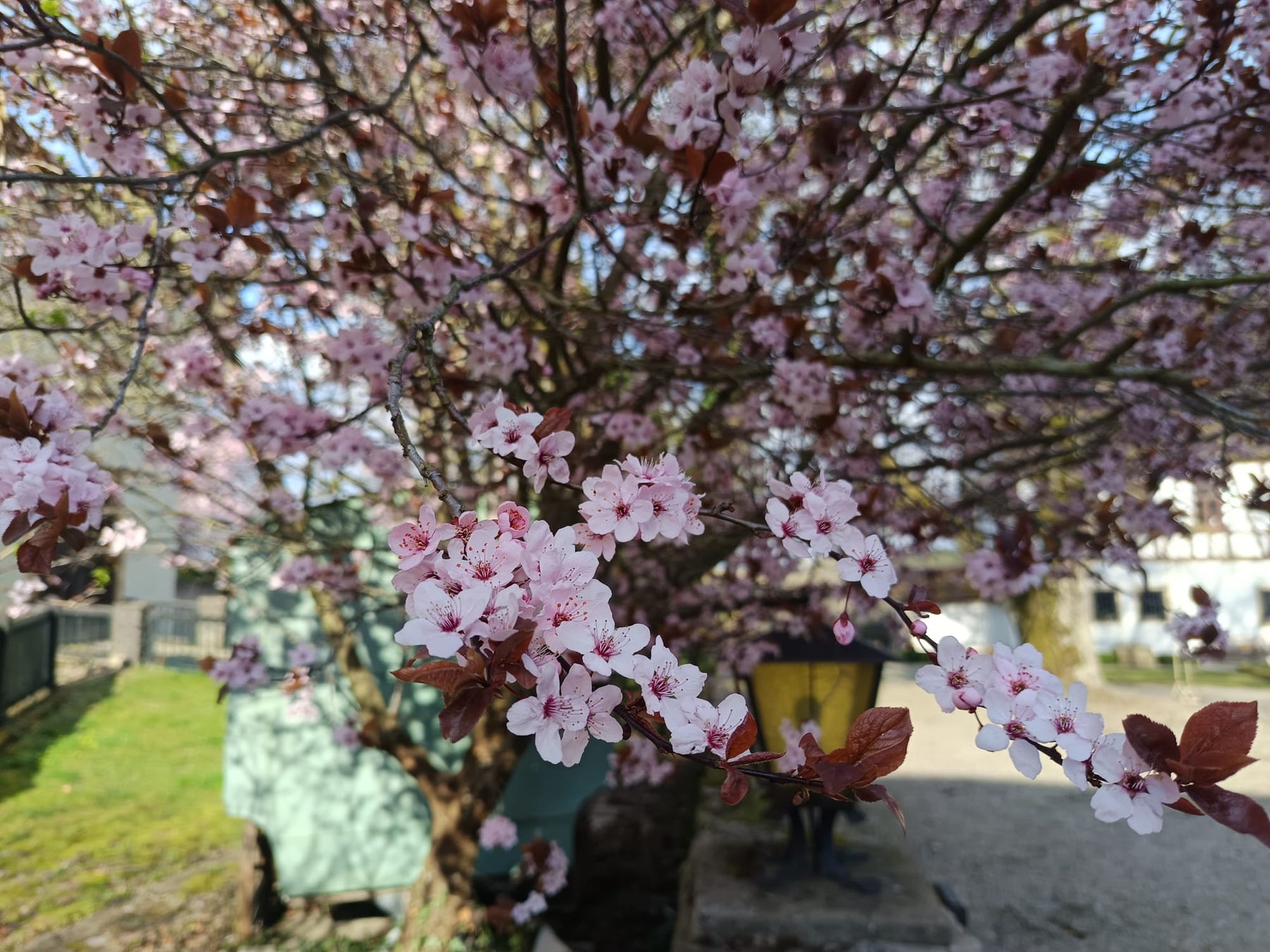 KLeine rosa Blüten an einer blühenden Blutpflaume