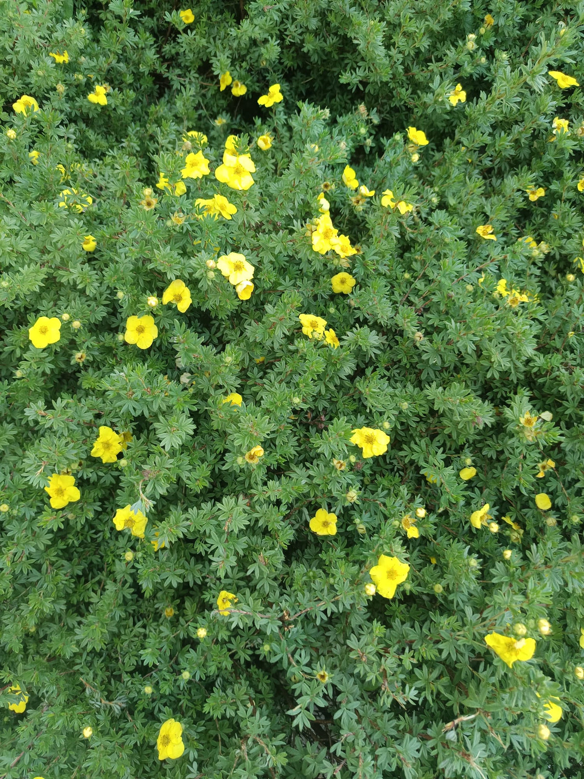 Kleine gelbe Blüten und grüne Blätter des dauerblühers Fingerstrauch