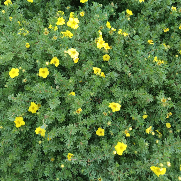 Kleine gelbe Blüten und grüne Blätter des dauerblühers Fingerstrauch