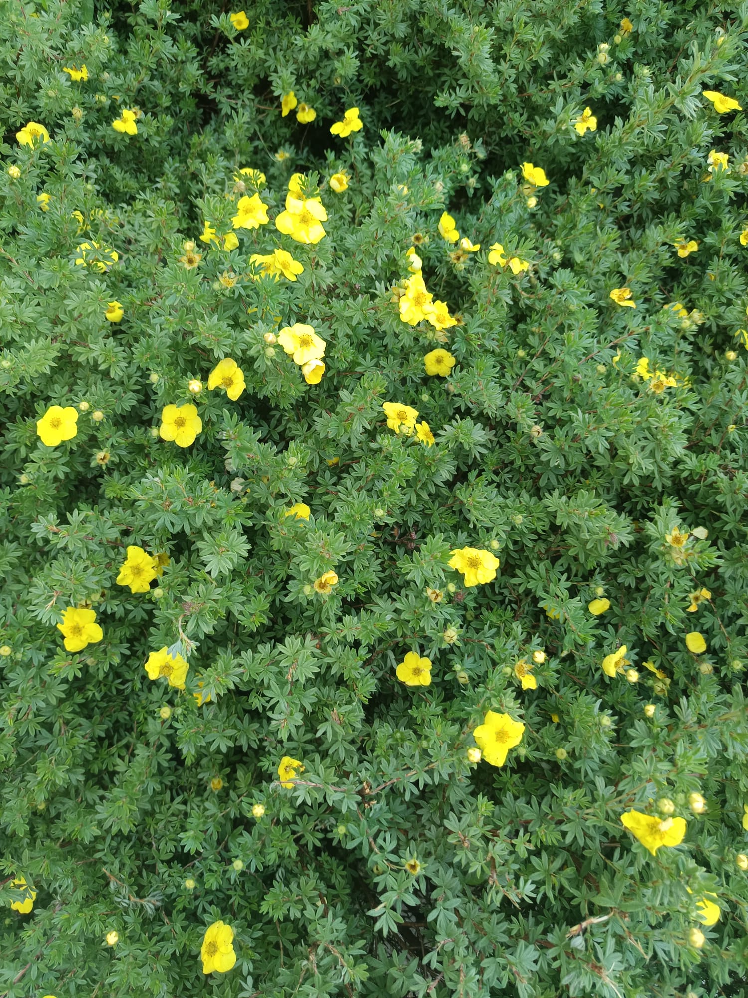 Kleine gelbe Blüten und grüne Blätter des dauerblühers Fingerstrauch