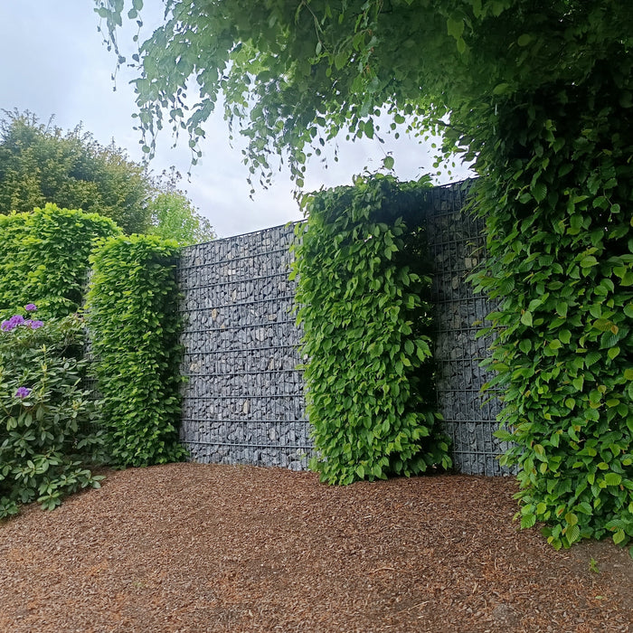 Moderne Hecken: Top 5 Pflanzen für Sichtschutz & Design