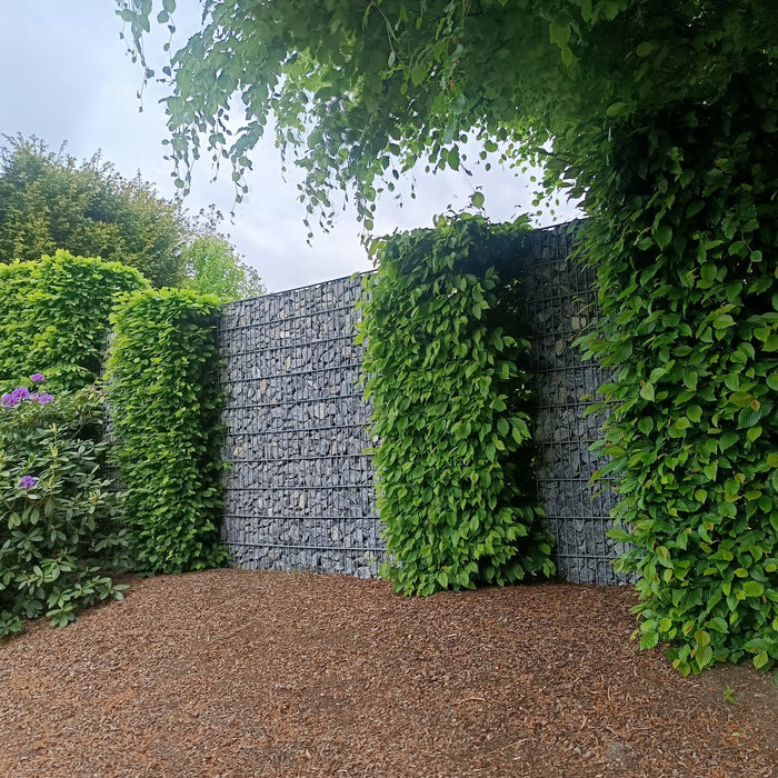 Geschnittene Hainbuchenhecke