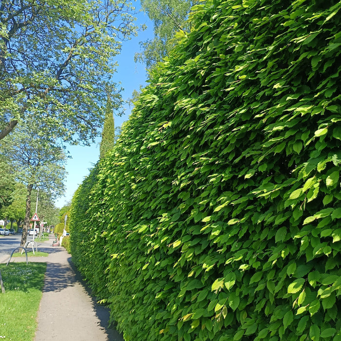 Ungiftige Heckenpflanzen für Familien: Die besten Hecken für Kinder, Haustiere & Sichtschutz