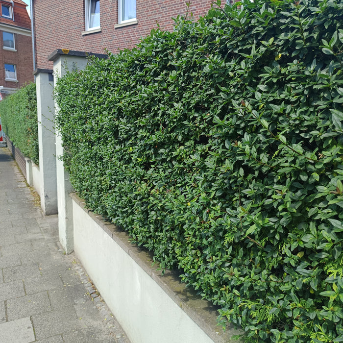 Grüne Ligusterhecke vor einem Haus