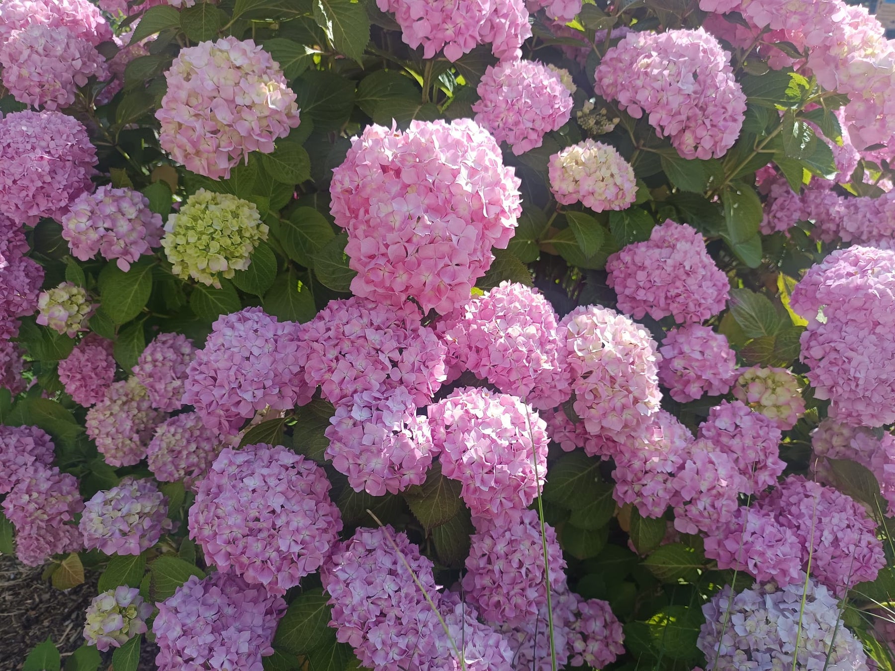 rosa Blütenbälle einer Hortensie in der Sonne