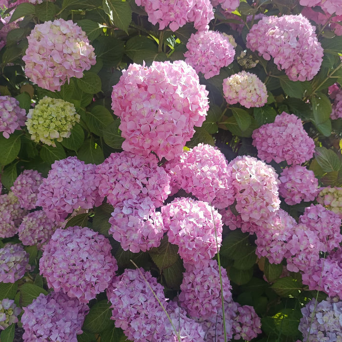 rosa Blütenbälle einer Hortensie in der Sonne