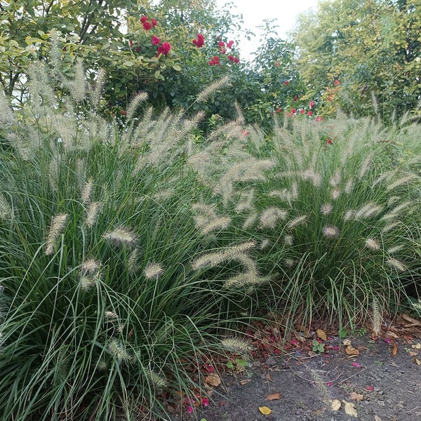 Ziergräser im Garten: pflegeleicht, elegant und vielseitig einsetzbar