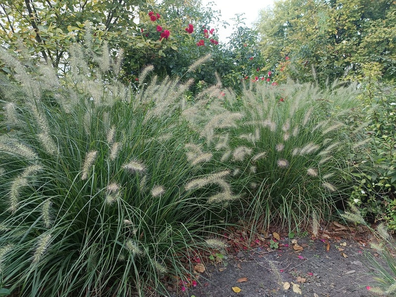 Ziergräser im Garten: pflegeleicht, elegant und vielseitig einsetzbar