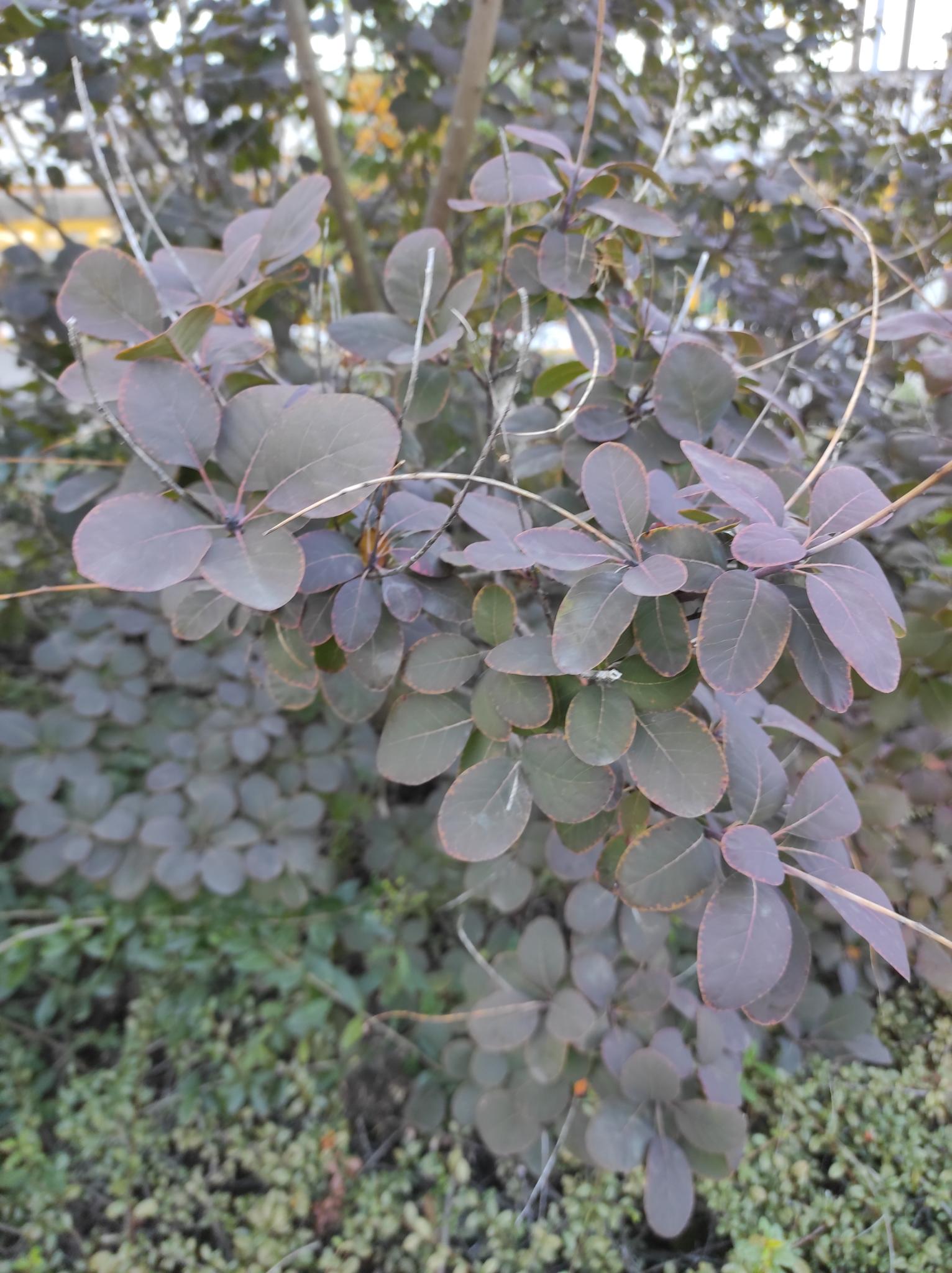 Sträucher mit rotem Laub: Auffällige Highlights für deinen Garten