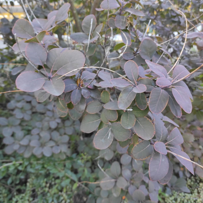 Sträucher mit rotem Laub: Auffällige Highlights für deinen Garten