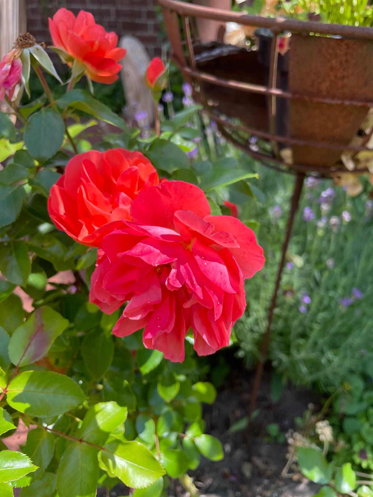 Rote Rose mit lila Lavendel im Hintergrund in einem gartenbeet