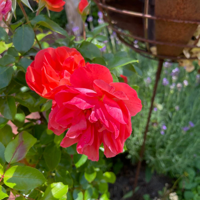 Rote Rose mit lila Lavendel im Hintergrund in einem gartenbeet