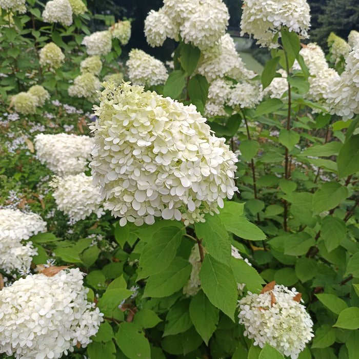 Weiße Blüten der Rispenhortensie mit grünen Blättern