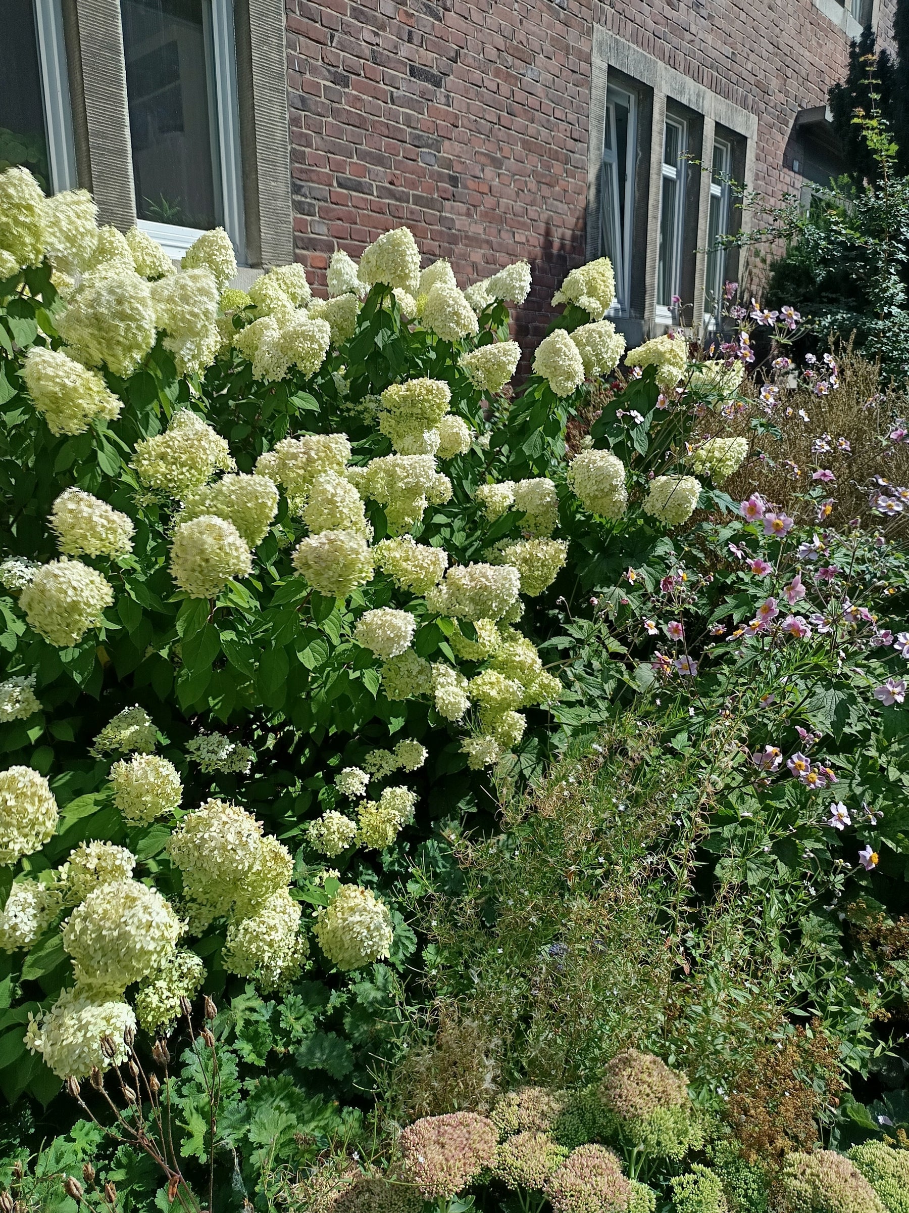 Weiße Rispenhortensie in einem Vorgarten