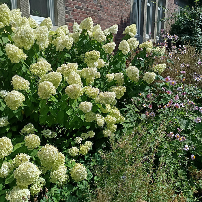 Weiße Rispenhortensie in einem Vorgarten