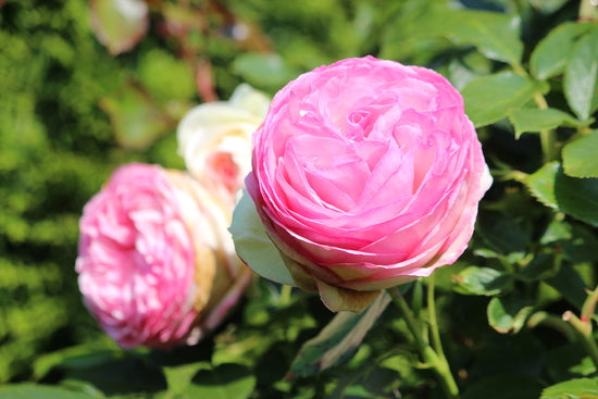 Rosafarbene Blüten einer englischen Rose