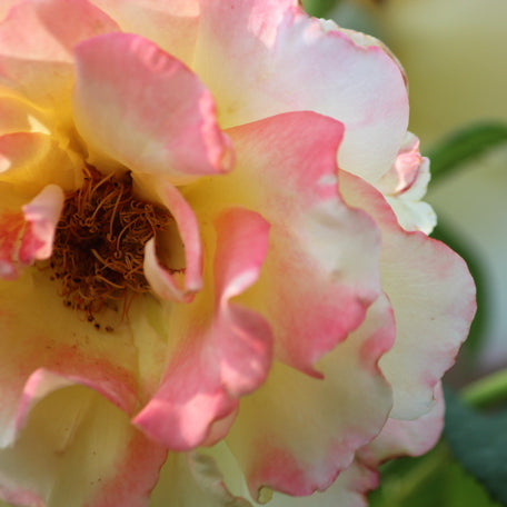 Rose in Nahaufnahme mit rosa-weißen Blättern