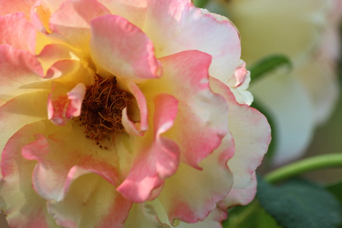 Rose in Nahaufnahme mit rosa-weißen Blättern