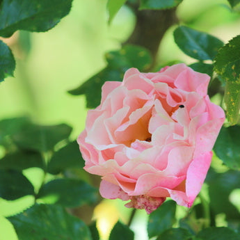 Rose mit vielen hellrosa Blütenblättern und grüne Blätter der Rosenpflanze 