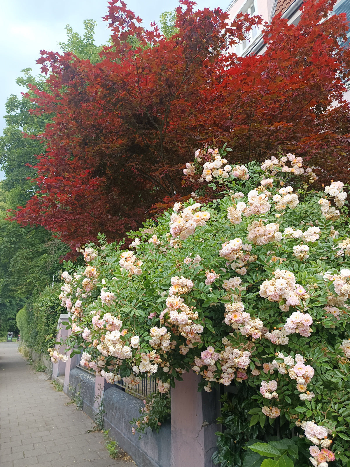 roter Fächaerhorn als Strauch und weißrosa WIldrosen in einem Vorgarten
