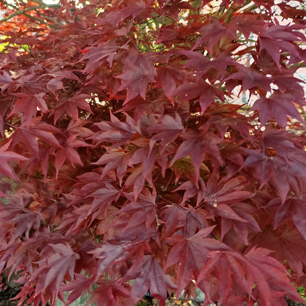 Roter Fcherahorn (Acer palmatum Atropurpureum): Pflege, Standort &  Kombinationsideen  Baumfink