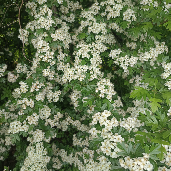 Viele weiße Blüten an einem Weißdornstrauch mit grünen Blättern