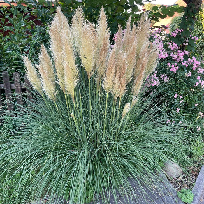 Pampasgras mit Blütenwedeln im Garten