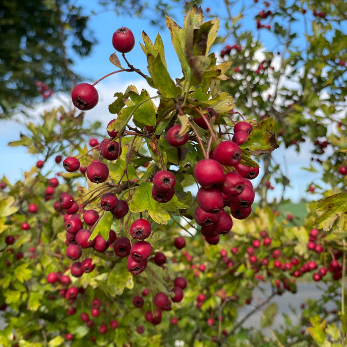 Ein tierfreundlicher Garten im Winter: So gelingt's!