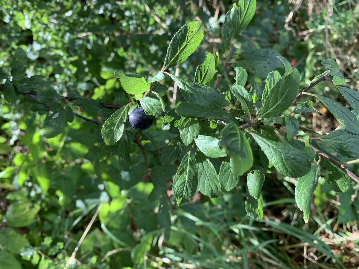 Schlehe Blätter und Frucht