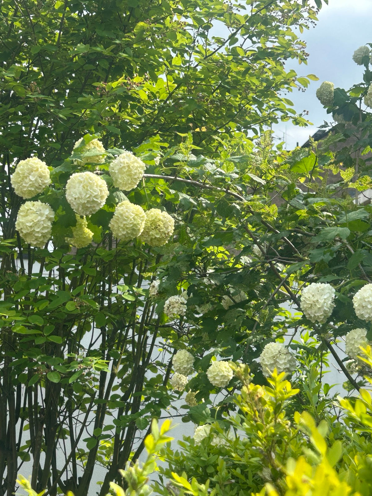 Schneeball roseum Strauch mit weißen Blütenbällen