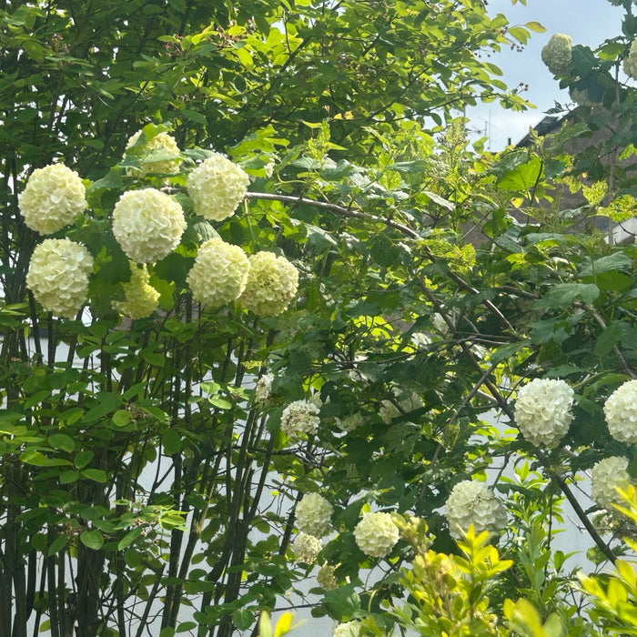 Schneeball roseum Strauch mit weißen Blütenbällen