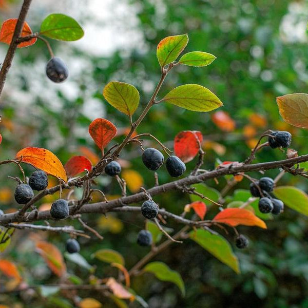 Aroniabeeren Apfelbeeren an einem Zweig mit grünen und herbstlich rot gefärbten Blättern