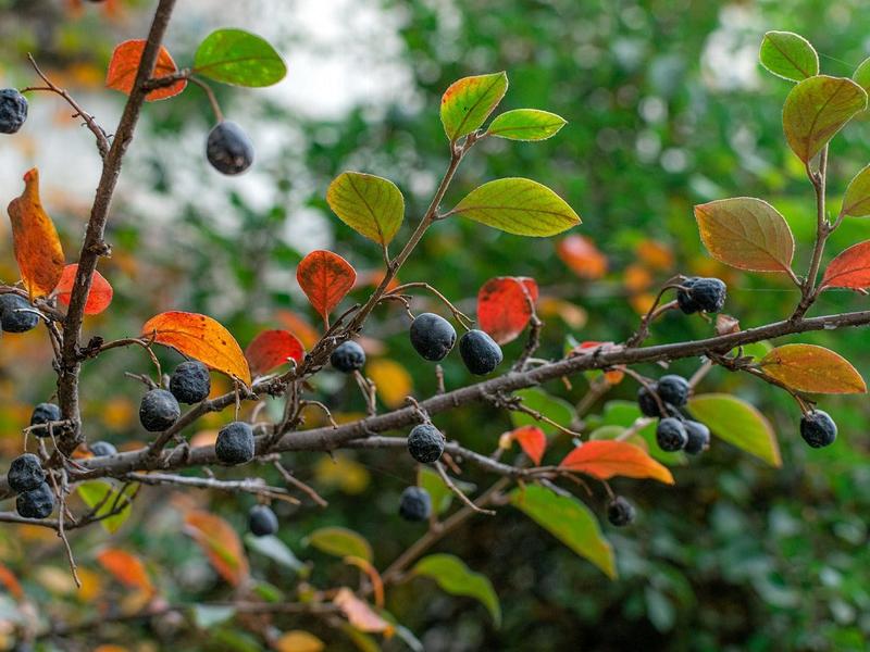 Aroniabeeren Apfelbeeren an einem Zweig mit grünen und herbstlich rot gefärbten Blättern