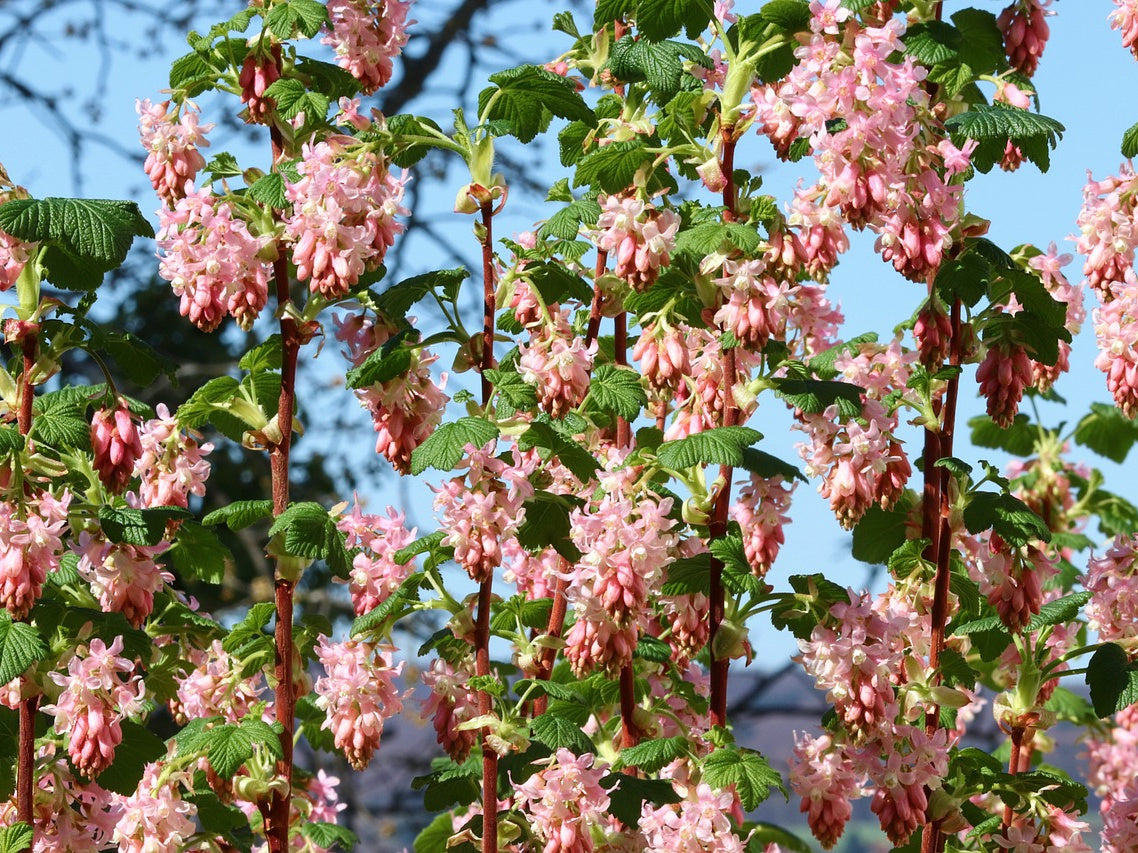  viele rosa Blüten an Zweigen der Blutjohannisbeere