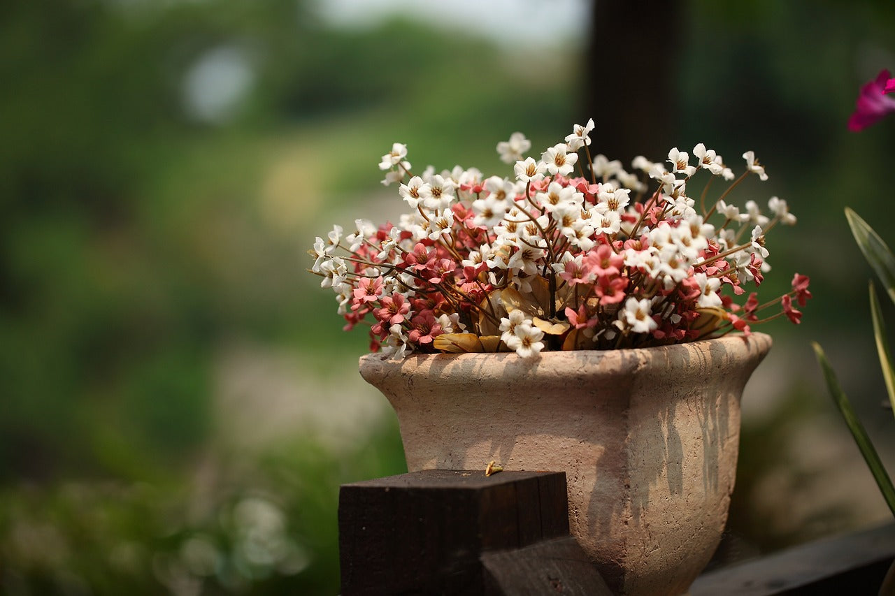 Kübel mit rosa und weißen Blumen